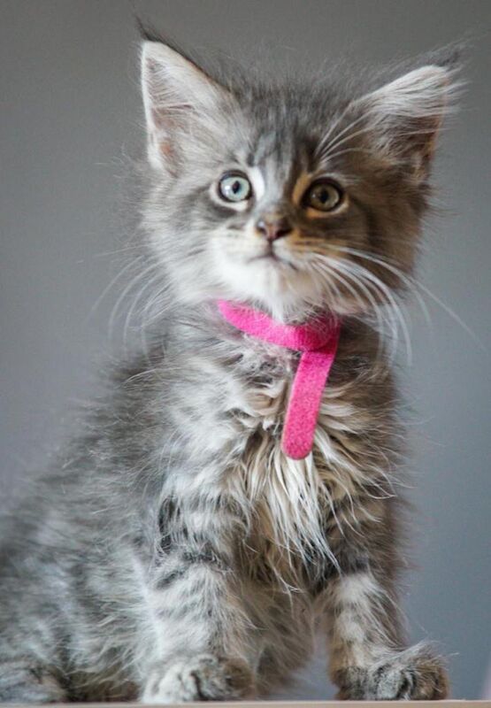 Reduced full bred Mainecoon kittens ready now