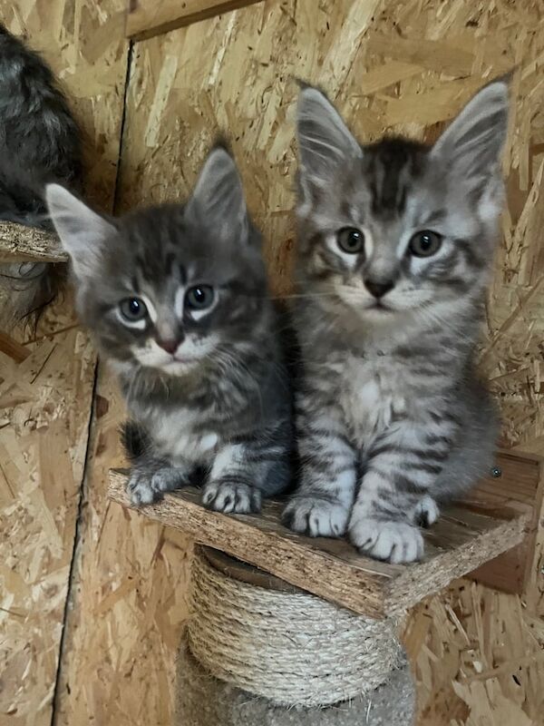 Maine Coon kittens for sale in Bacup, Lancashire – 3 months old - Image 3 of 6