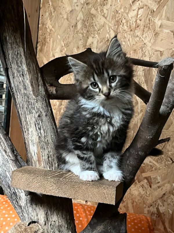 Maine Coon kittens for sale in Bacup, Lancashire – 3 months old - Image 4 of 6