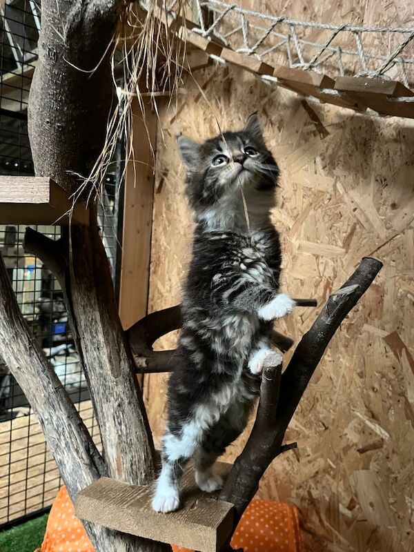 Maine Coon kittens for sale in Bacup, Lancashire – 3 months old - Image 5 of 6