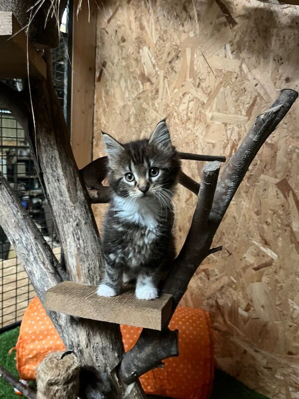 Maine Coon kittens for sale in Bacup, Lancashire – 3 months old - Image 6 of 6