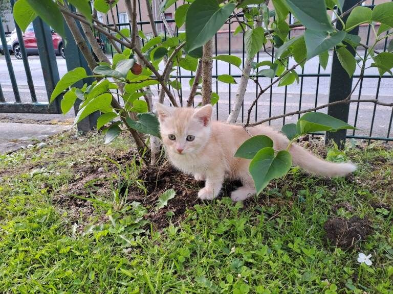 Selling 2 Maine Coon Crossed Kittens