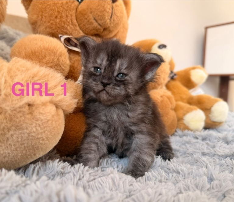 Show quality maine coon kittens