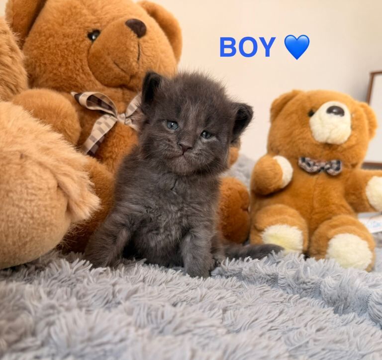 Show quality maine coon kittens - Image 2 of 3