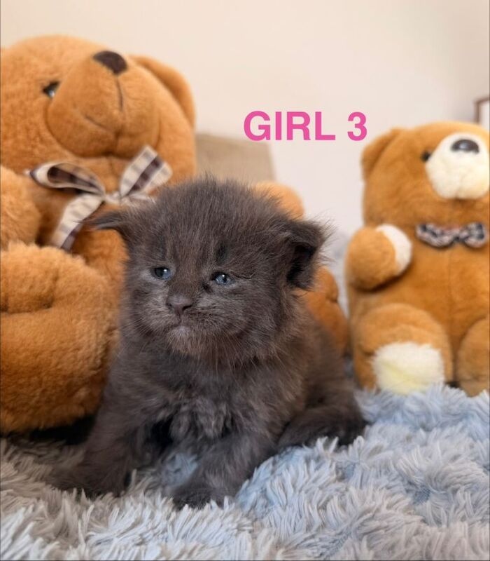 Show quality maine coon kittens - Image 3 of 3