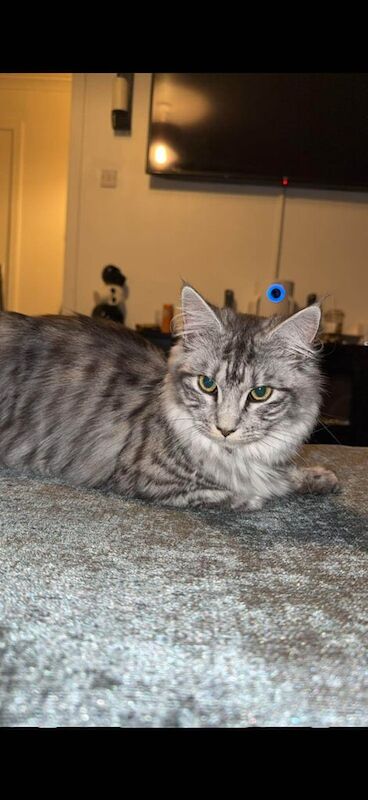 Maine Coon kittens for sale in Renfrewshire – 9 months old