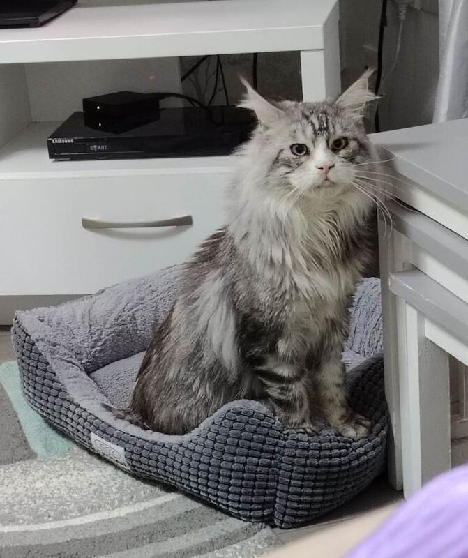 Silver/white Maine coon blue eyes