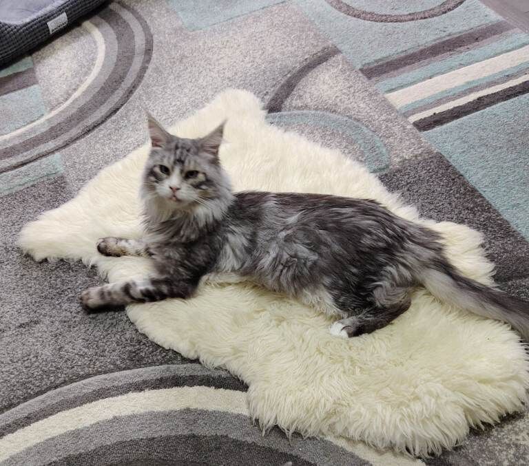 Silver/white Maine coon blue eyes - Image 2 of 5