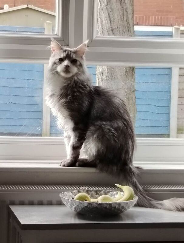 Silver/white Maine coon blue eyes - Image 3 of 5