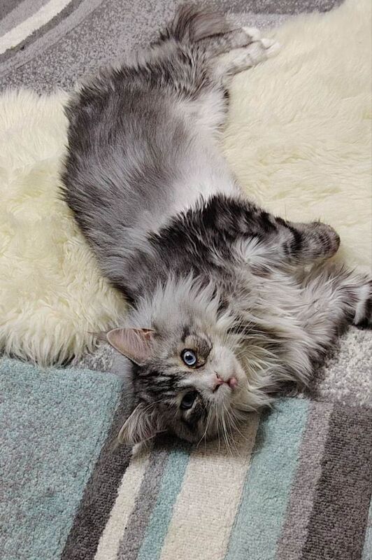 Silver/white Maine coon blue eyes - Image 4 of 5