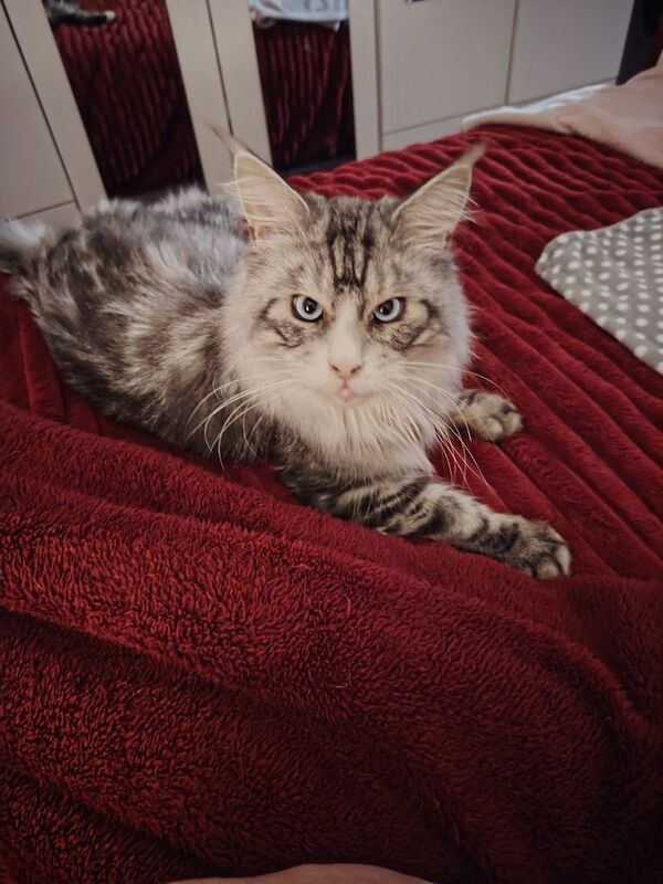 Silver/white Maine coon blue eyes - Image 5 of 5