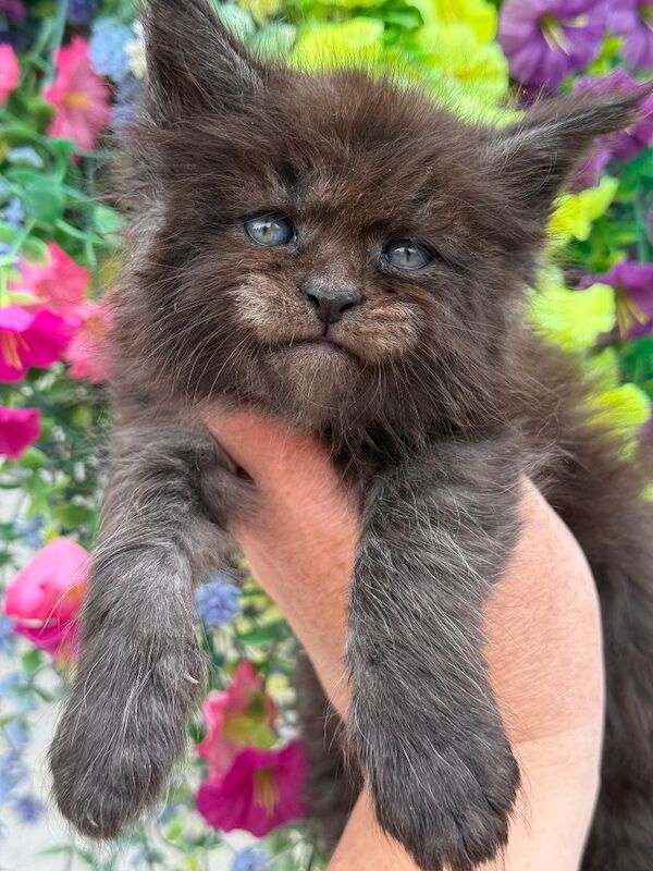 TICA Registered Maine Coon Kittens For Sale
