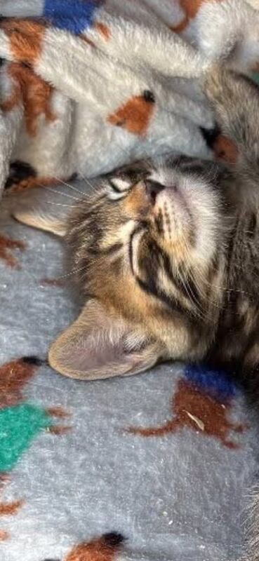 Maine Coon kittens for sale in Nuneaton, Warwickshire – 5 weeks old