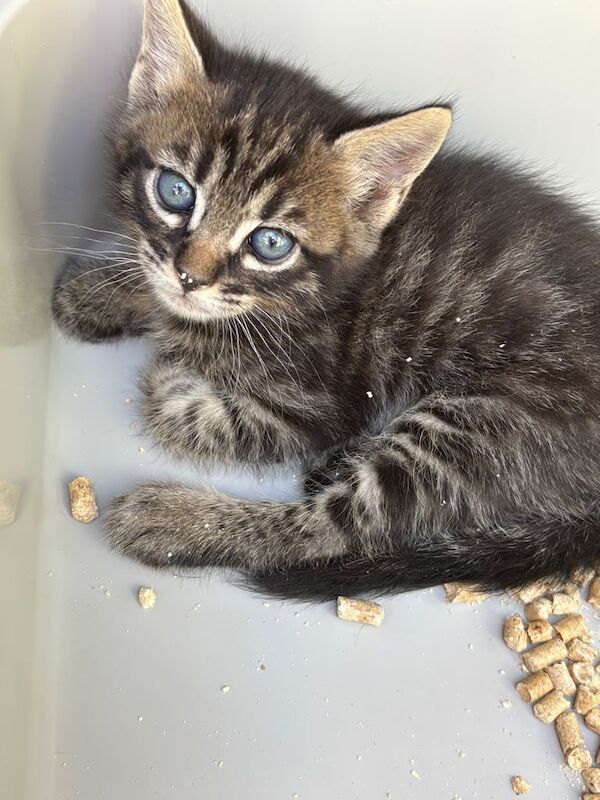Maine Coon kittens for sale in Nuneaton, Warwickshire – 5 weeks old - Image 2 of 3