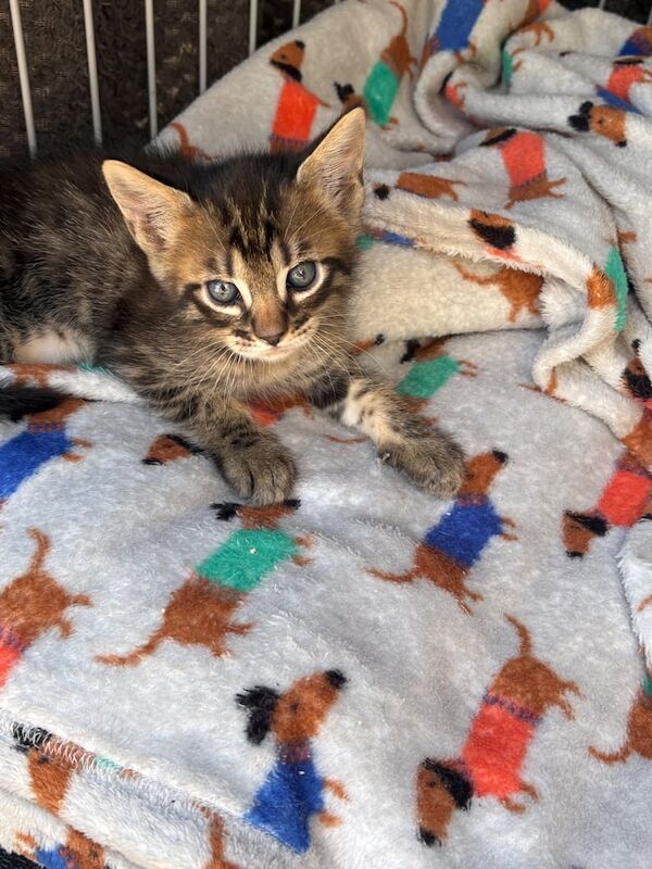 Maine Coon kittens for sale in Nuneaton, Warwickshire – 5 weeks old - Image 3 of 3