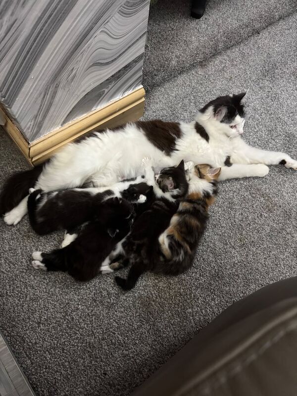 STUNNING FLUFFY KITTENS for sale in Lincoln, Lincolnshire