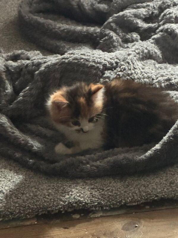 STUNNING FLUFFY KITTENS for sale in Lincoln, Lincolnshire | Image 2