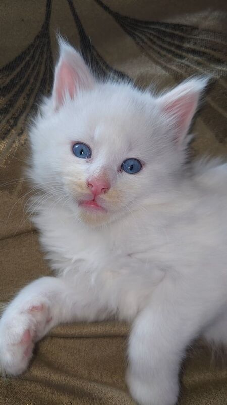 Maine Coon kittens for sale in Mold / Yr Wyddgrug, Clwyd – 7 weeks old