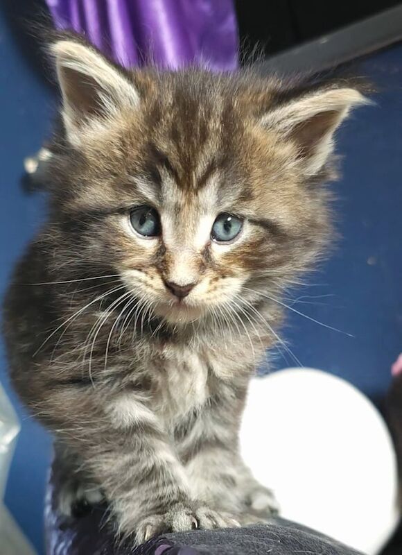 Maine Coon kittens for sale in Mold / Yr Wyddgrug, Clwyd – 7 weeks old - Image 2 of 3