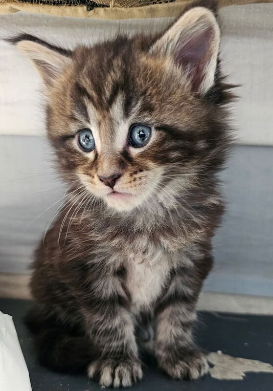 Maine Coon kittens for sale in Mold / Yr Wyddgrug, Clwyd – 7 weeks old - Image 3 of 3