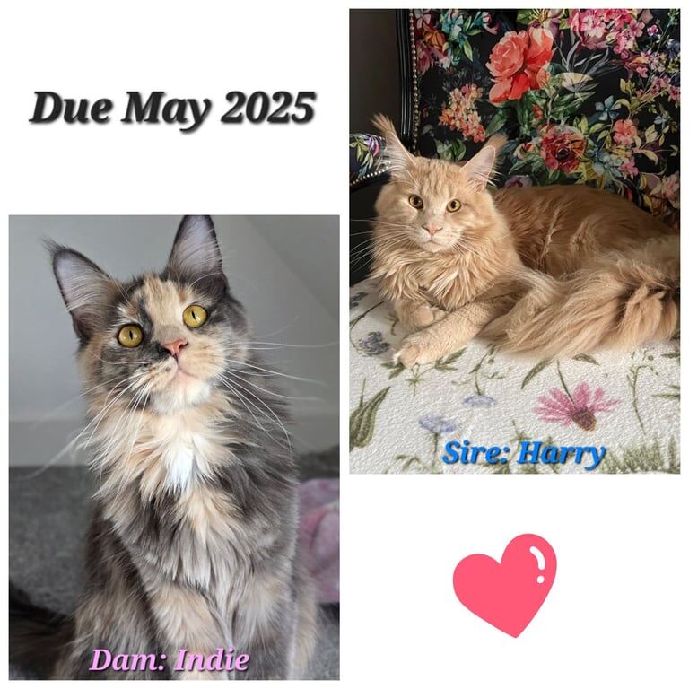 Maine Coon kittens for sale in Newport, Isle of Wight – 8 months old - Image 1 of 3