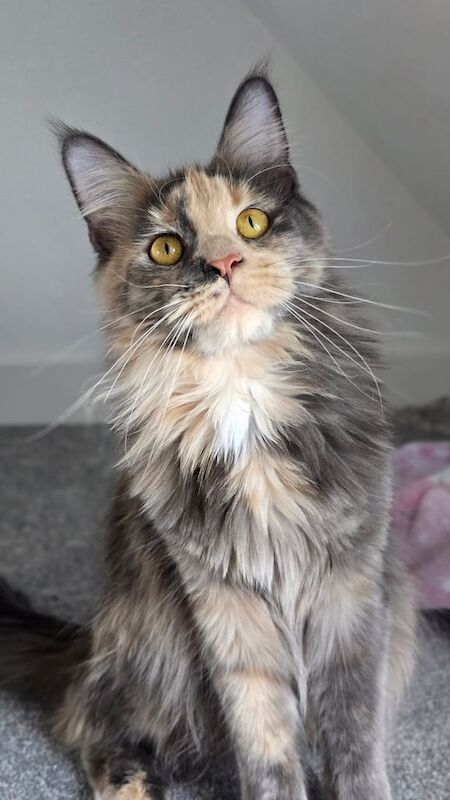 Maine Coon kittens for sale in Newport, Isle of Wight – 8 months old - Image 2 of 3