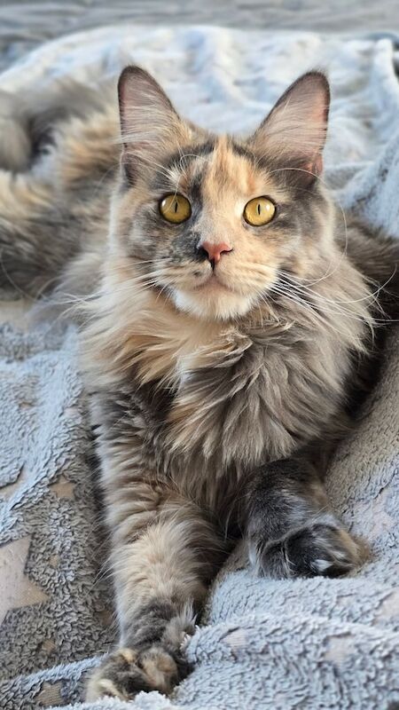 Maine Coon kittens for sale in Newport, Isle of Wight – 8 months old - Image 3 of 3