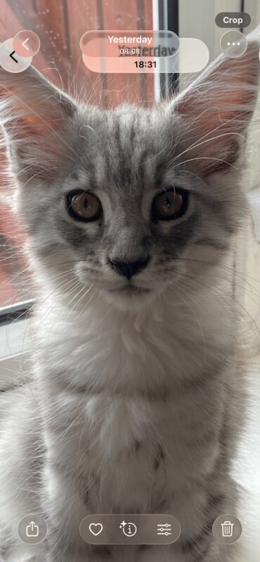 “Stunning Golden Eyes”Maine Coon Kittens. Ready Now 4 left.