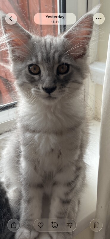 “Stunning Golden Eyes”Maine Coon Kittens. Ready Now 4 left. - Image 2 of 4