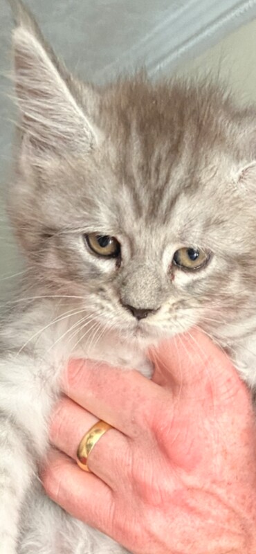 “Stunning Golden Eyes”Maine Coon Kittens. Ready Now 4 left. - Image 3 of 4