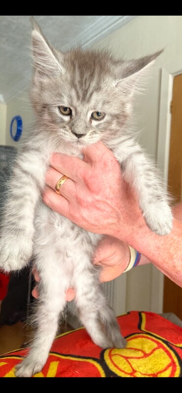 “Stunning Golden Eyes”Maine Coon Kittens. Ready Now 4 left. - Image 4 of 4