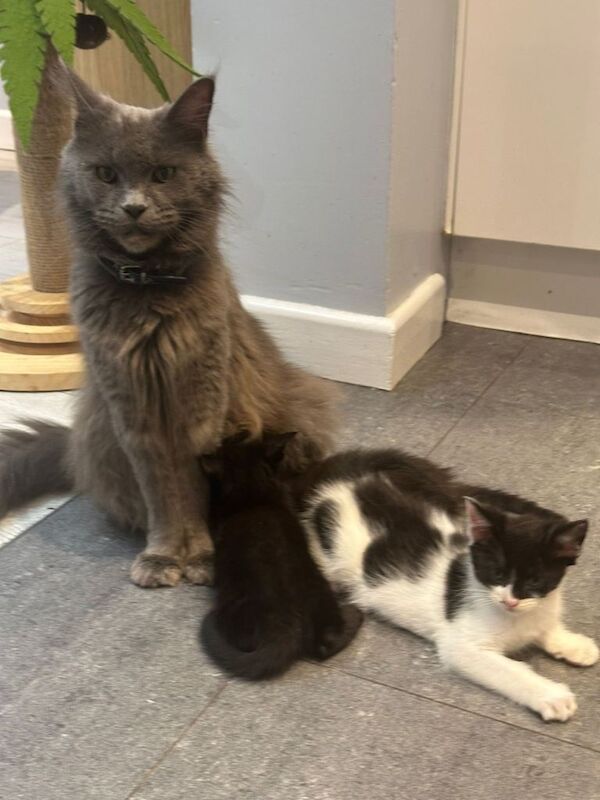 Maine Coon Kittens For Sale Under £300