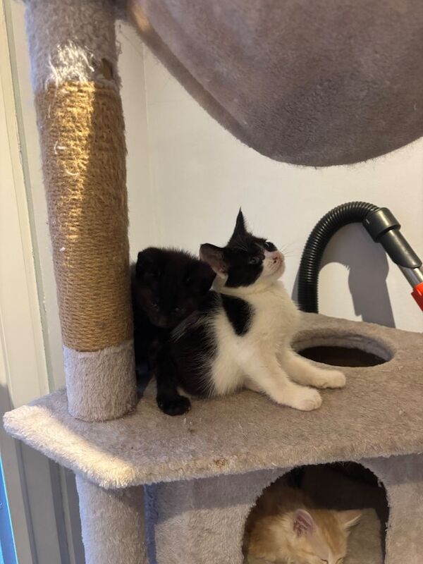 Maine Coon kittens for sale in Chingford, London – 9 weeks old - Image 4 of 4