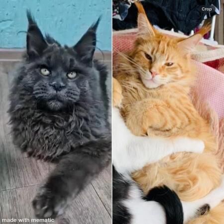 Buy and sell Maine Coon kittens and cats online | Maine Coon Owners