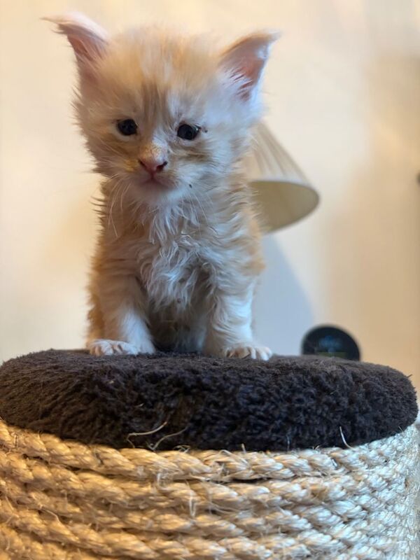 Maine Coon Kittens For Sale