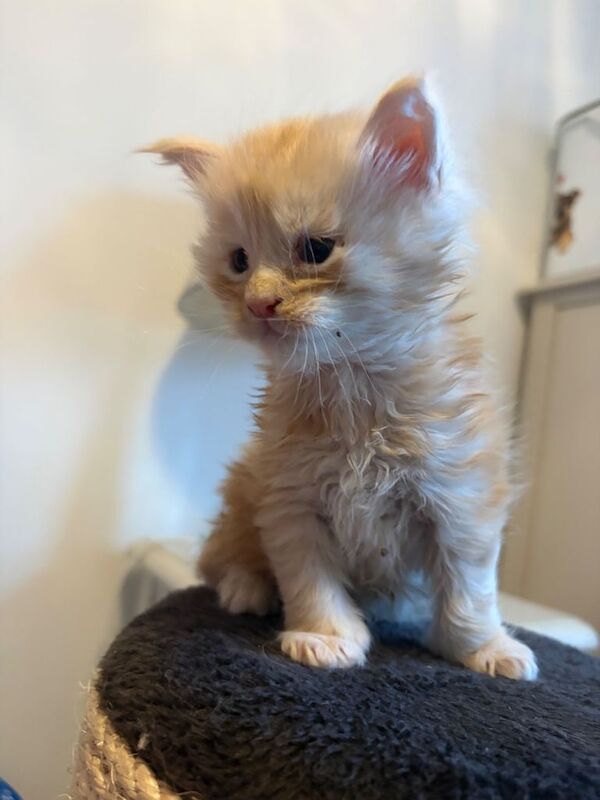 Stunning Litter of Pedigree Maine Coons - Image 2 of 4