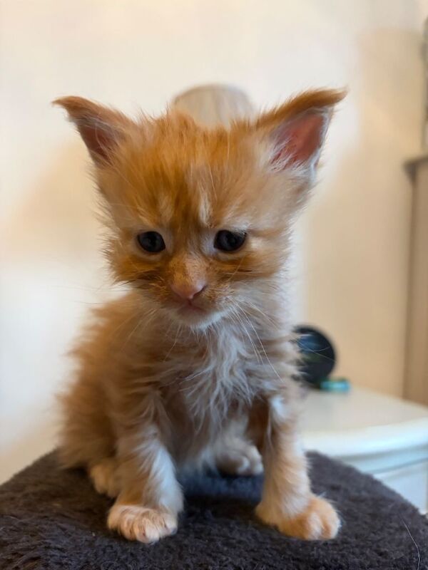 Stunning Litter of Pedigree Maine Coons - Image 3 of 4