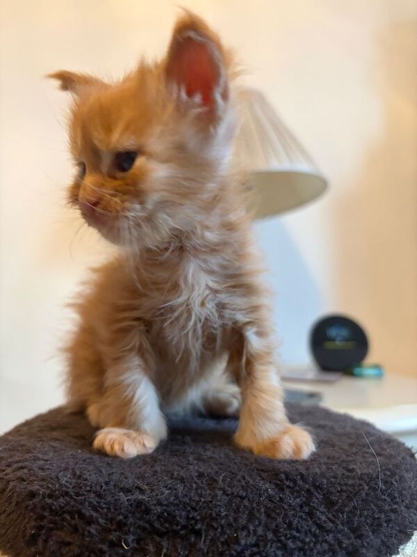 Stunning Litter of Pedigree Maine Coons - Image 4 of 4