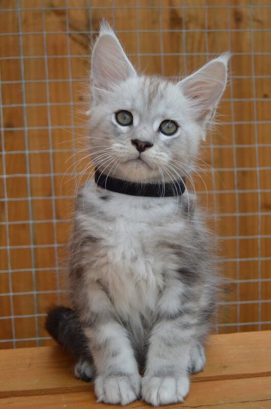 Maine Coon kittens for sale in Poole, Dorset – 11 weeks old