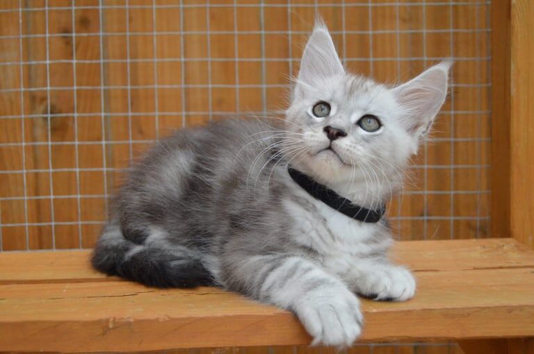 Maine Coon kittens for sale in Poole, Dorset – 3 months old - Image 2 of 3