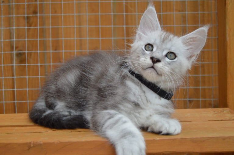 Maine Coon kittens for sale in Poole, Dorset – 3 months old - Image 3 of 3