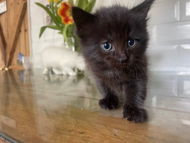 Stunning Maine coin kittens for sale in Canterbury, Kent - Image 2