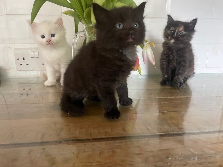Stunning Maine coin kittens for sale in Canterbury, Kent - Image 3