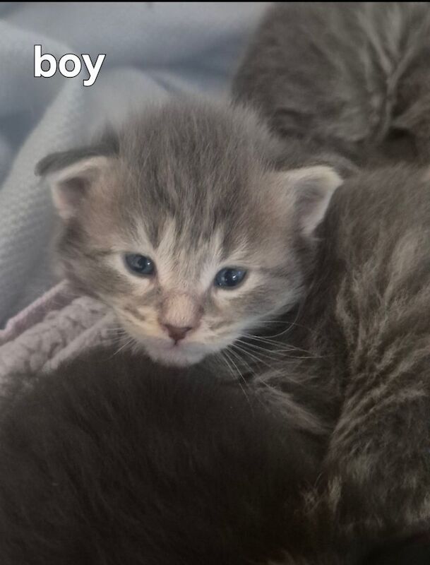Maine Coon kittens for sale in Falkirk, Stirling and Falkirk – 3 weeks old