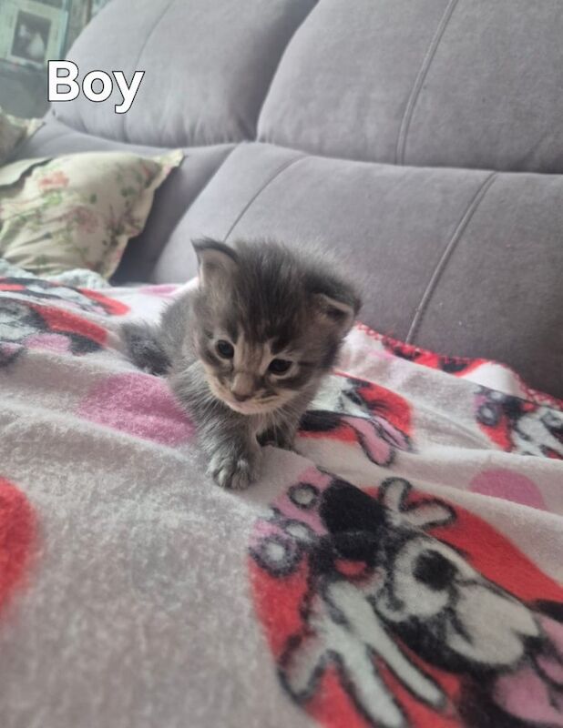 Maine Coon kittens for sale in Falkirk, Stirling and Falkirk – 3 weeks old - Image 2 of 3