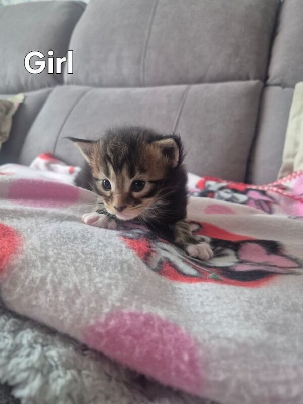 Maine Coon kittens for sale in Falkirk, Stirling and Falkirk – 3 weeks old - Image 3 of 3