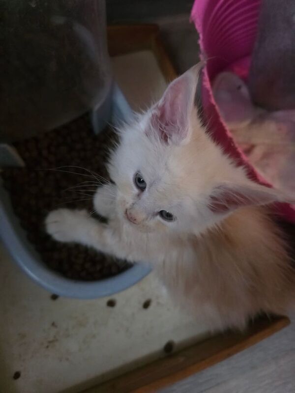 Maine Coon kittens for sale in Blackpool, Lancashire – 6 weeks old