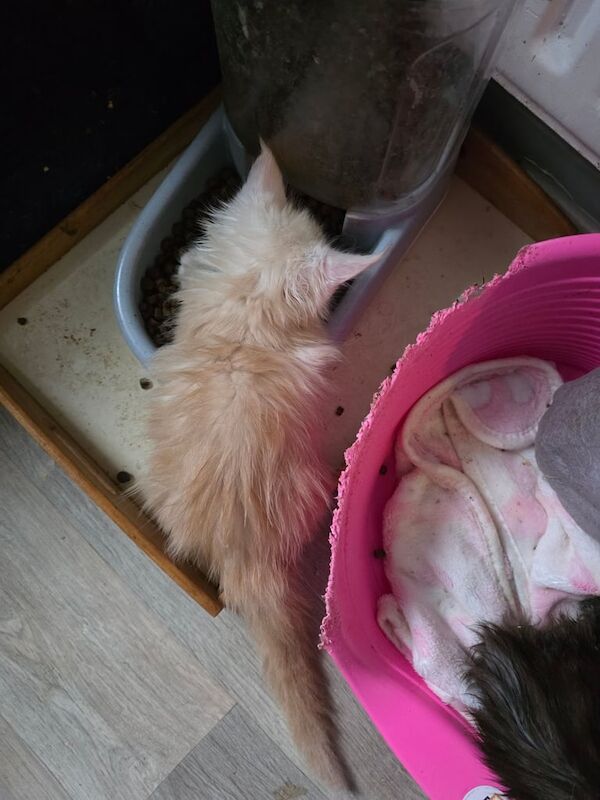 Maine Coon kittens for sale in Blackpool, Lancashire – 8 weeks old - Image 2 of 6