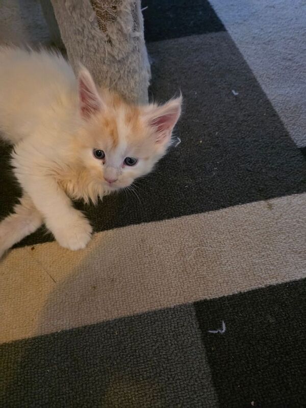 Maine Coon kittens for sale in Blackpool, Lancashire – 8 weeks old - Image 3 of 6