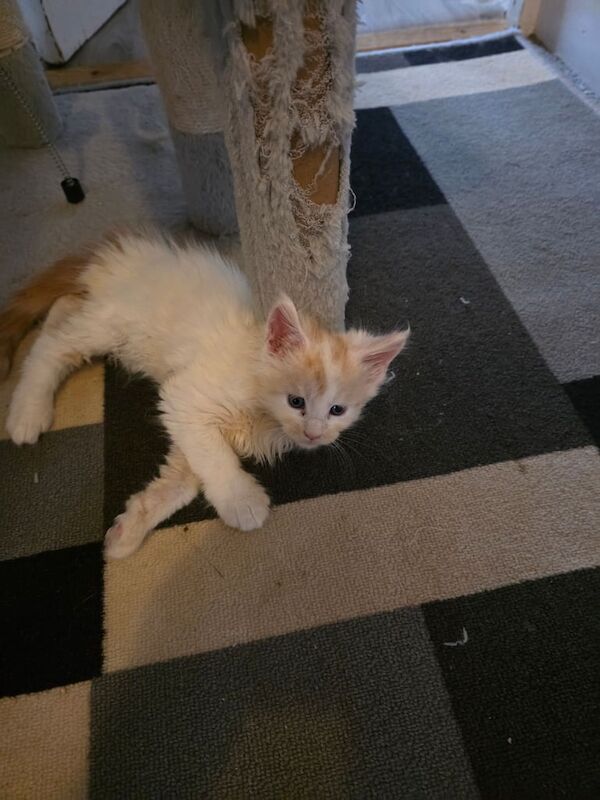 Maine Coon kittens for sale in Blackpool, Lancashire – 8 weeks old - Image 4 of 6